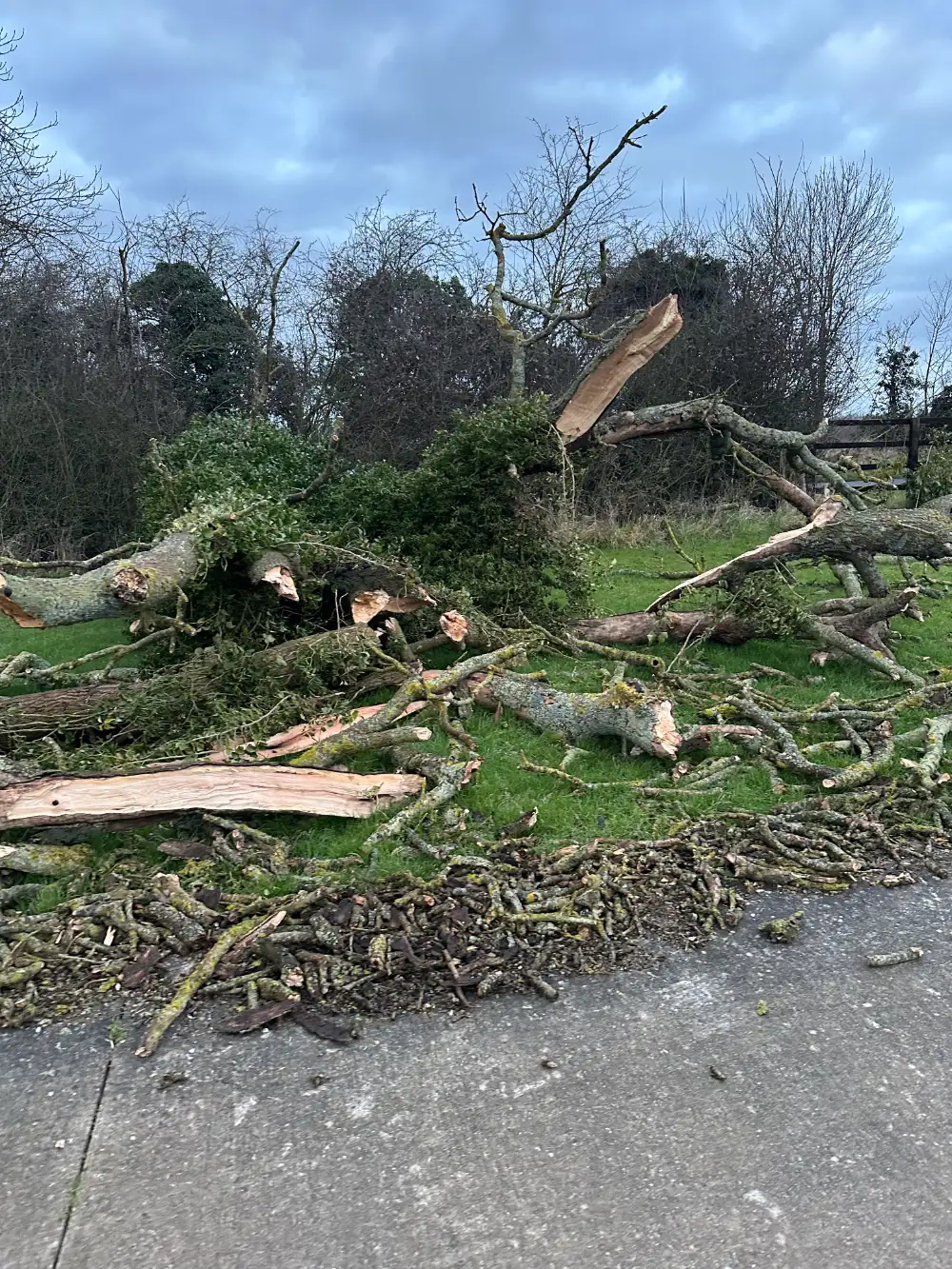 Fallen tree being cleared from a roadside