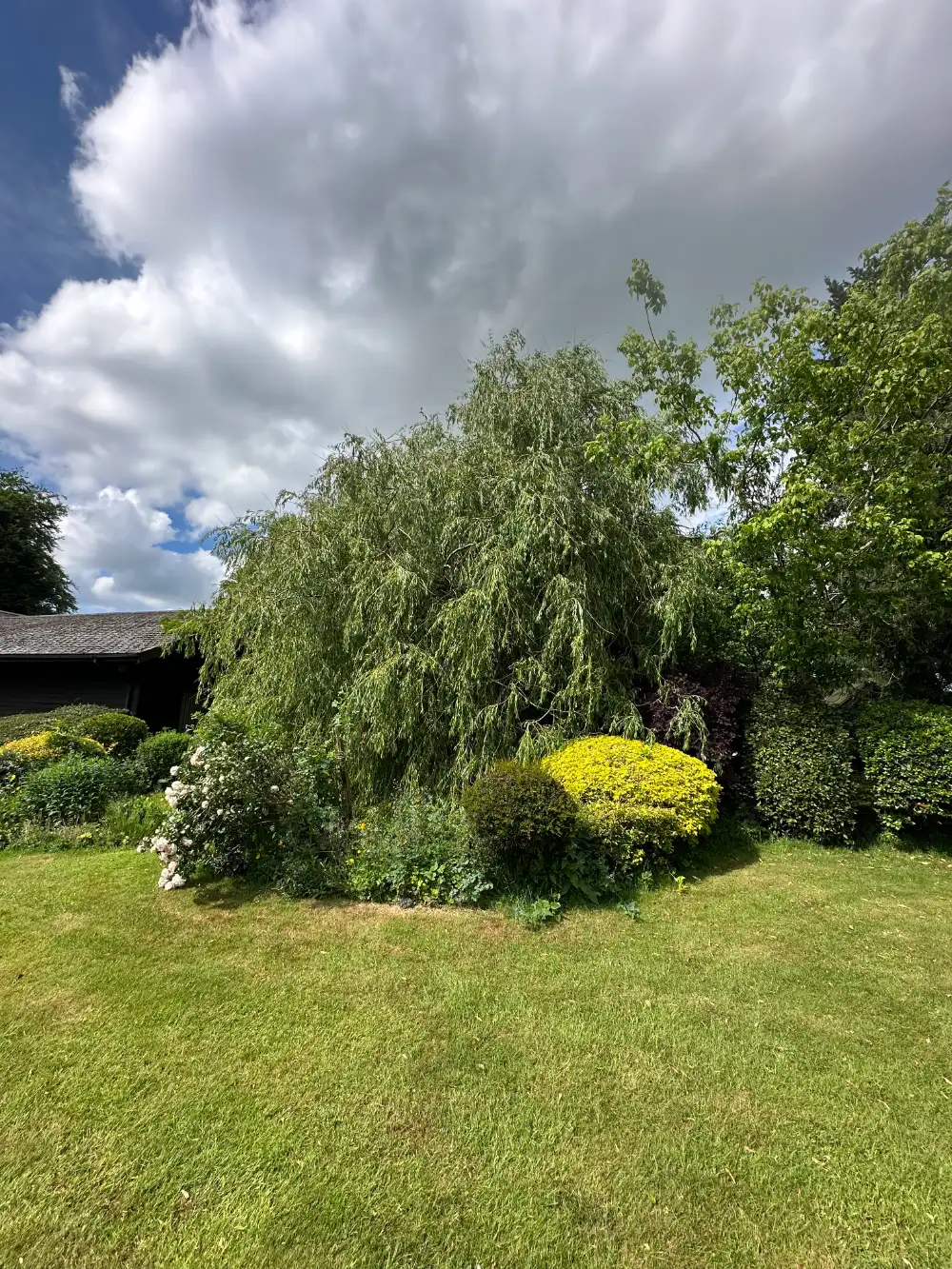 Storm-damaged willow tree in a garden