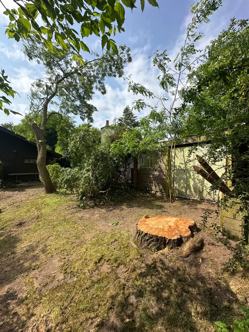 Tree stump after professional tree removal
